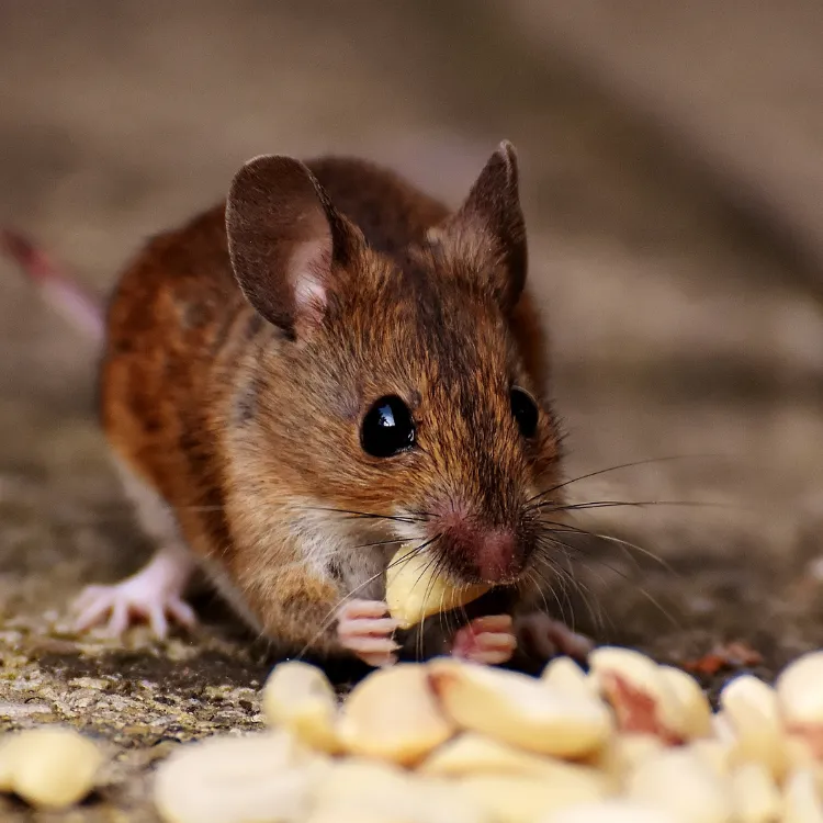 rodent control eco green pest and hygiene specialists