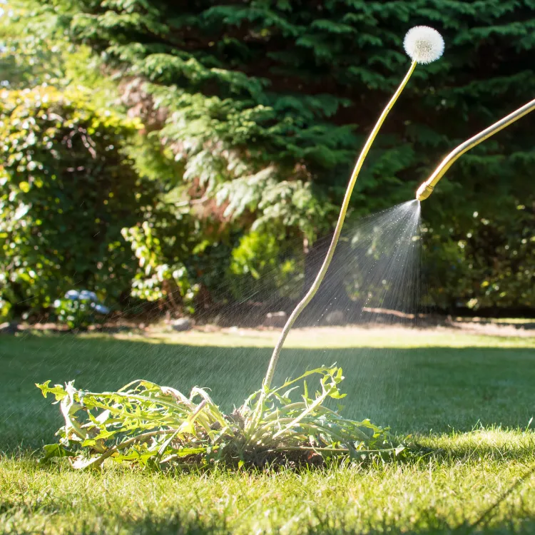 weed control eco green pest and hygiene specialists